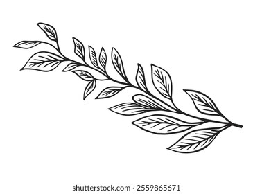 Тree branch hand draw vector illustration. Black and White twig with leaves collection. Sketch design decorative elements.