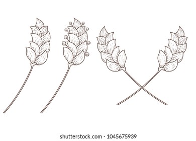 Branch. Hand drawn sketch. Vector illustration isolated on white background