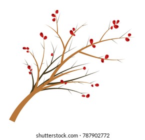 Branch of a hawthorn with berries and thorns. Flat vector illustration