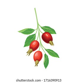 Branch of Hawthorn with Ripe Red Berries Hanging from It Vector Illustration