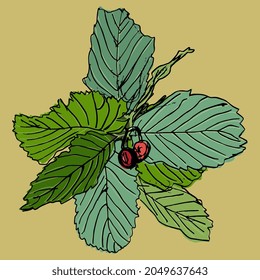 Branch of hawthorn tree with green leaves and ripe red berries. Hand drawn colorful rough sketch. On yellow background.