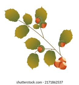 branch of hazel with nuts