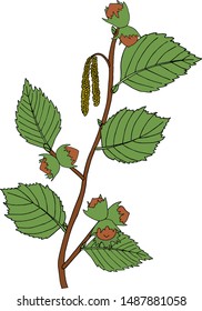 rama de nueces de avellano con hojas ilustraciones vectoriales
