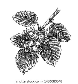 Branch of hazel with nuts. Sketch. Engraving style. Vector illustration.