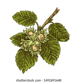 Branch of hazel with ripe nuts. Color. Engraving style. Vector illustration.
