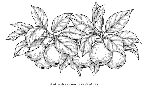 Branch pesado com várias maçãs redondas e folhas verdes detalhadas mostradas em uma ilustração clássica linha botânica.