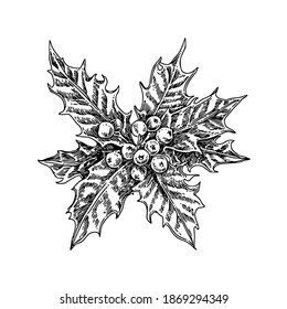 Branch of holly berries. Sketch. Engraving style. Vector illustration. 