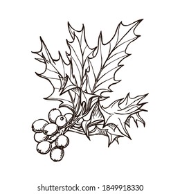 Branch of holly tree with berries. Outlines hand-drawn in ink. Monochrome vector illustration isolated on white background. Winter holiday symbol. 