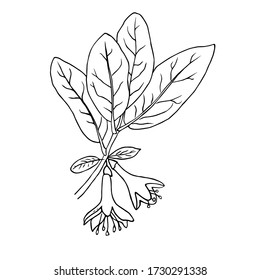 Branch of honeysuckle with flowers and leaves by hand drawn on white backgrounds. Vector illustration. Lonicera japonica.
