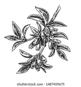Branch of honeysuckle with leaves and berries. Sketch. Engraving style. Vector illustration.