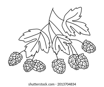 Branch with hop cones and leaves. For packaging, template, beer. Vector outline hand drawn illustration in doodle style.