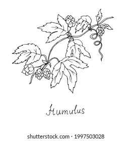 Una rama con conos de lúpulo. Ilustración vectorial. Dibujo lineal de una planta medicinal.