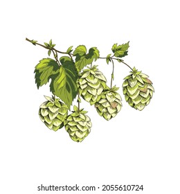 Branch of hop plant with cones and leaves, hand drawn color vector illustration isolated on white background. Hop botanical image for beer and cosmetic packagings.