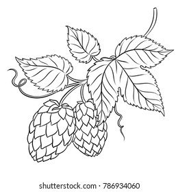 Branch of hops coloring book vector illustration. Isolated image on white background. Comic book style imitation.