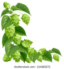 Branch of hops isolated on white background