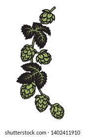 Branch of hops with leaves and cones.  Design elements for brewery, beer festival, bar, pub decoration. Hand drawn vector illustration isolated on white backgraund.