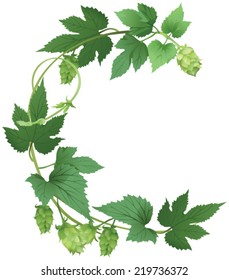 Branch of hops  on white background