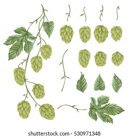 Branch hops plant. Collection floral design elements. Hop cones, leaves and branches. Isolated elements. Vintage hand drawn illustration in watercolor style.