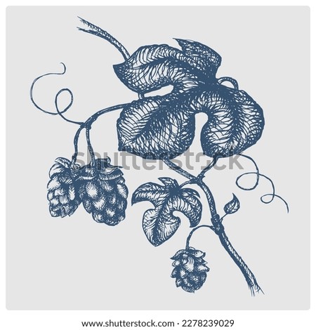 Branch of hops sketch obsolete blue style vector illustration. Old hand drawn azure engraving imitation.