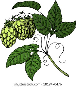 A branch of hops. Vector illustration. Ink graphics.