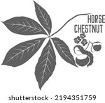 Branch Horse Chestnut with nuts and flowers vector silhouette. Medicinal tree with leaves medicinal herbs. Buckeye leaf and nut silhouette for pharmaceuticals and cosmetology.