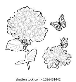 Branch of hortensia flowers with buttergly. Butterfly collection.Set of  Isolated floral objects on white background. Vector illustration. Editable element for design.