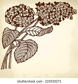 A branch of a hydrangea with floewrs and leaves. Drawing. Vintage.