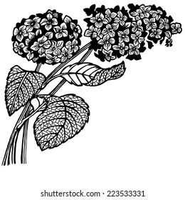 A branch of a hydrangea with floewrs and leaves. Drawing. Vintage.