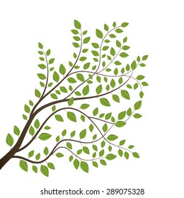 Branch isolated on white