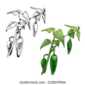 Branch of jalapeno plant with leaf and pepper. Vintage vector hatching color hand drawn illustration isolated on white background