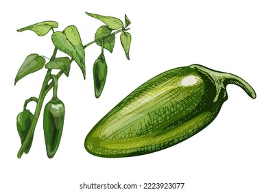 Rama de la planta de jalapeno con hoja y pimienta. Vintage vectorial color de la imagen dibujada a mano aislado en fondo blanco