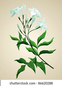 Branch of jasmine