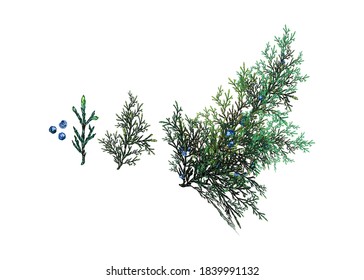 Branch juniper with berries. Vector color vintage illustration isolated on white