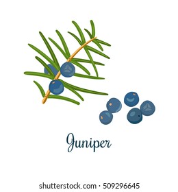 Branch of Juniper with berries. Vector color engraving illustration for label, poster, spa, food design, cosmetics, natural health care products. Can be used as logo, price tag, label. Isolated