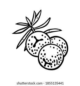 Branch of Juniper with berries. Vintage vector color engraving illustration for label, poster, web. Isolated on white background
