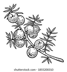 Branch of Juniper with berries. Vintage vector color engraving illustration for label, poster, web. Isolated on white background