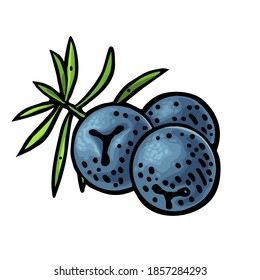 Branch of Juniper with berries. Vintage vector color engraving illustration for label, poster, web. Isolated on white background