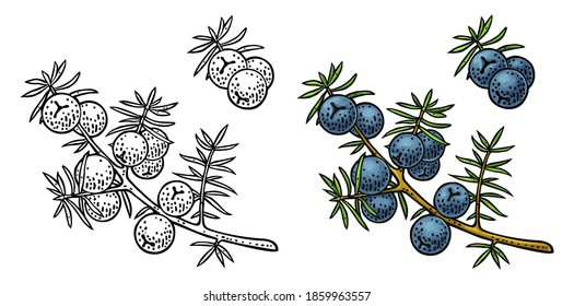 Branch of Juniper with berries. Vintage vector color engraving illustration for label, poster, web. Isolated on white background