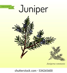 Branch of juniper (Juniperus communis), evergreen plant. Hand drawn botanical vector illustration