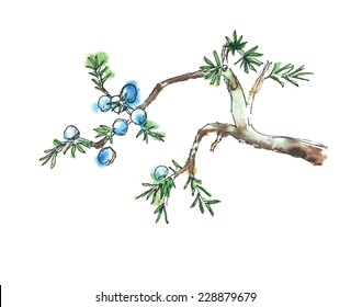 Branch of juniper tree, watercolor vector illustration