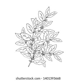 A branch of Laurel.Hand drawn. Vector illustration.