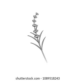 Branch of lavender
