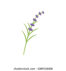 Branch of lavender