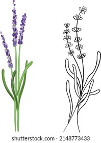 Rama de lavanda en doodle y estilos dibujados a mano