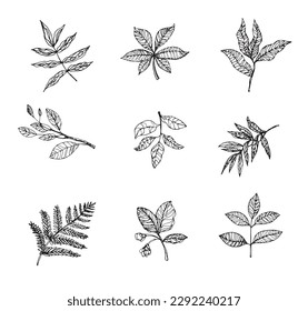 branch and leaf doodle drawing, ink sketching vector graphic element, natural plant contour drawing icon set, decorative leaf isolated on white background, botanical drawing coloring clipart