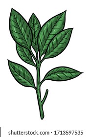 Branch with Leaf hand drawn illustration. Coffee, star anise branch isolated on white background.