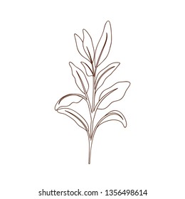 branch with leaf isolated icon