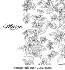 Branch, leaf of melissa, background for text, botanical vector illustration drawn by hand. Botanical sketch, melissa branch, monochrome sketch. Outline drawing, melissa leaves
