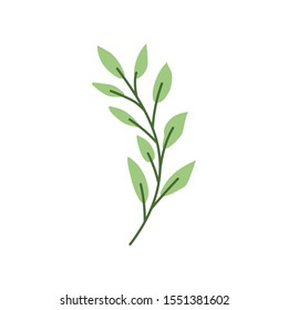 branch with leaf on white background vector illustration design