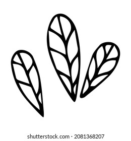 branch a leaf a plant hand drawn doodle illustration 